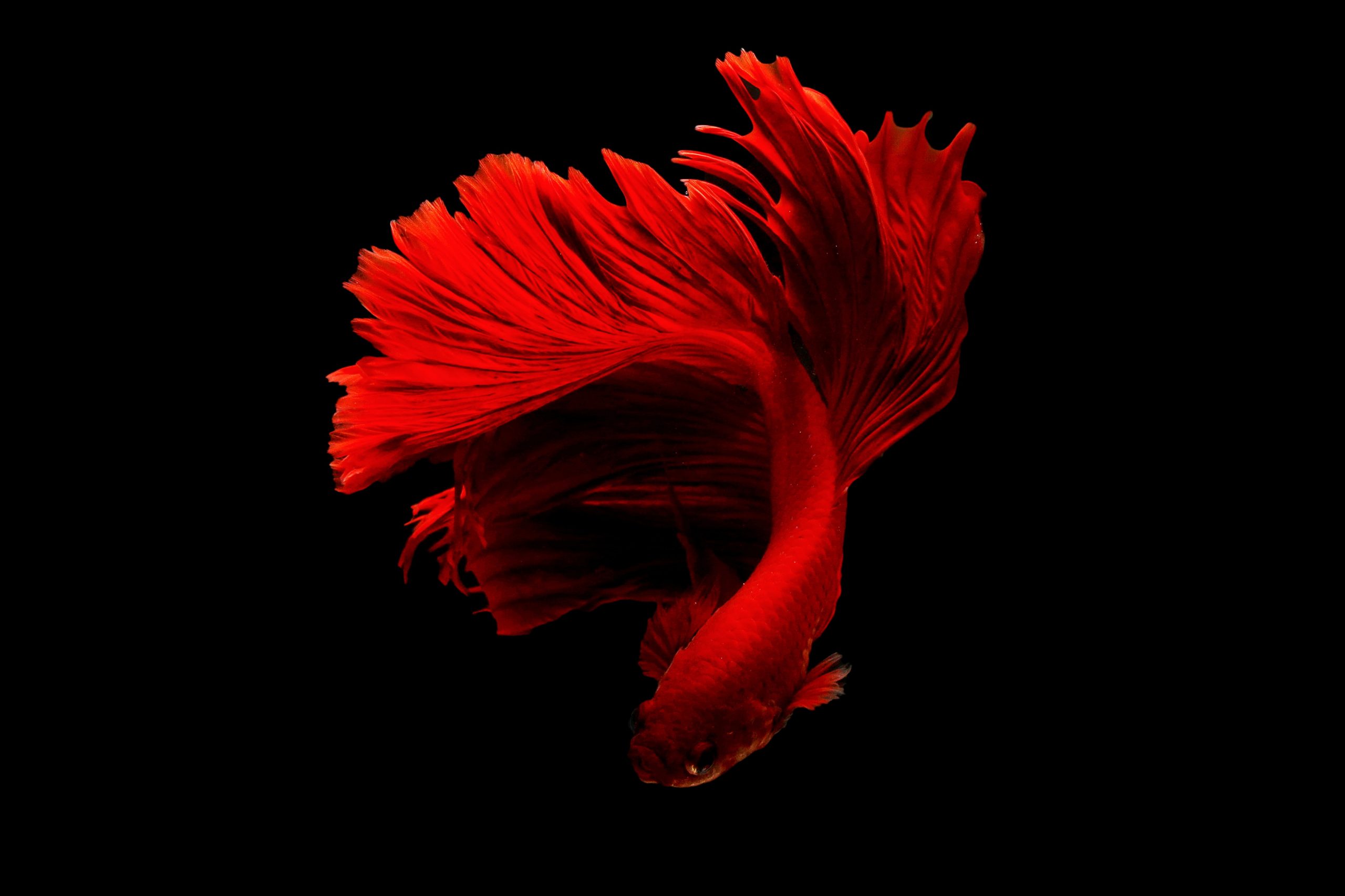 Color and Symbol